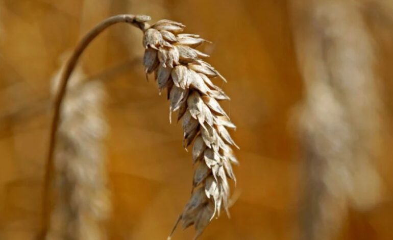 Kemerosotan gandum berlaku di seluruh dunia